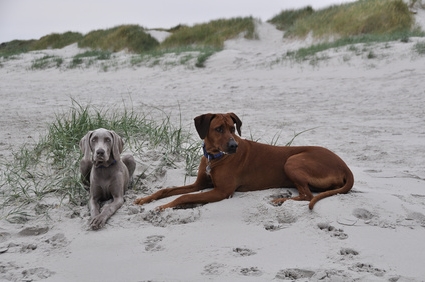 Ferienhaus mit Hund am Strand von Sylt